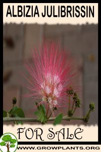 Albizia julibrissin for Sale: Pre-Purchase & Growing Guide Albizia julibrissin for sale