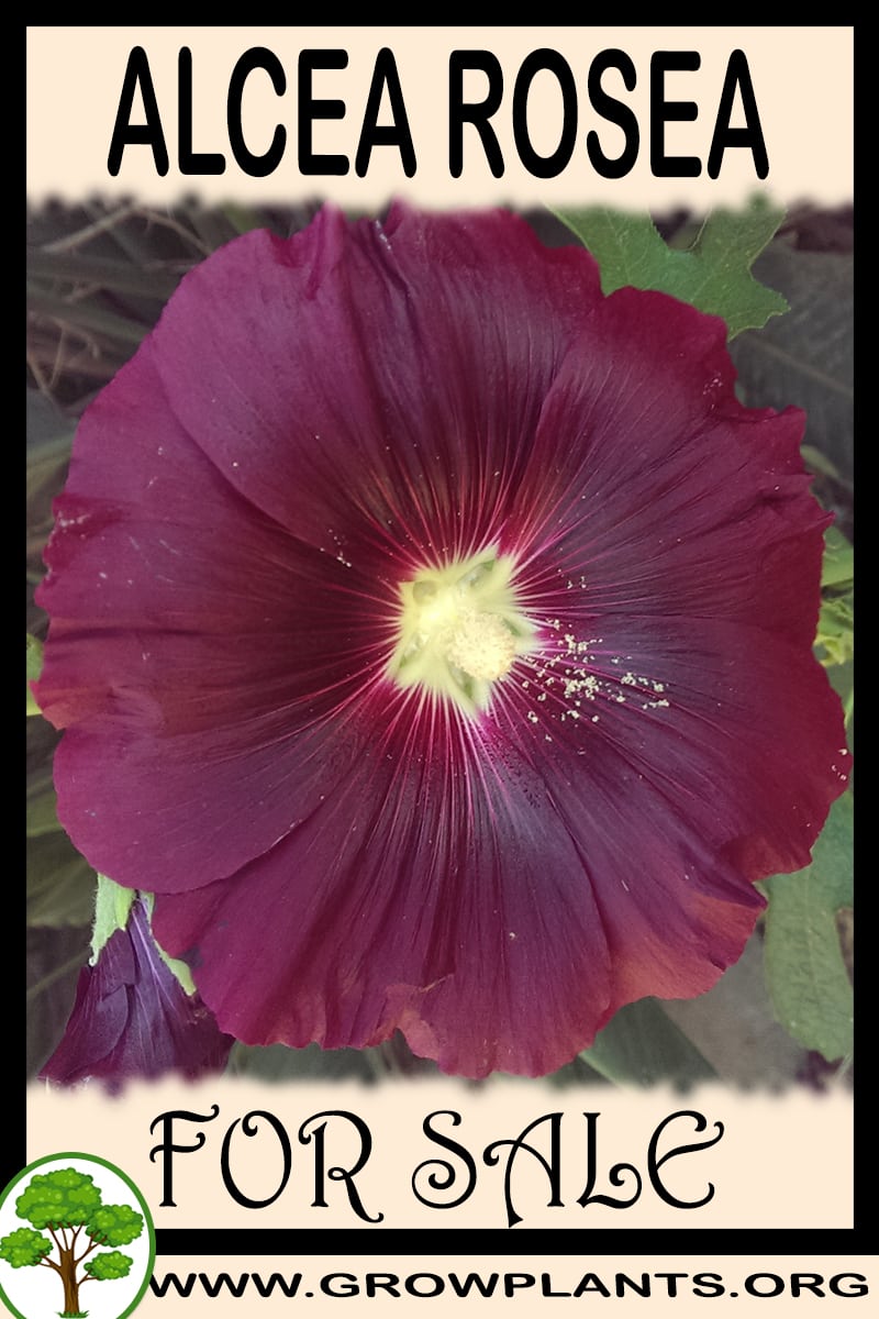 Alcea rosea for sale