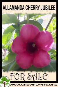 Allamanda Cherry jubilee for Sale: Pre-Purchase & Growing Guide Allamanda Cherry jubilee for sale