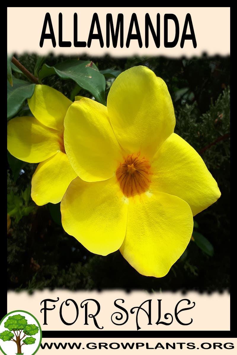 Allamanda for sale