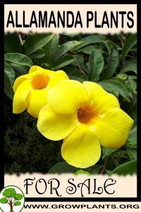 Allamanda plants for sale