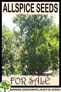 Allspice seeds for Sale: Pre-Purchase & Growing Guide Allspice seeds for sale