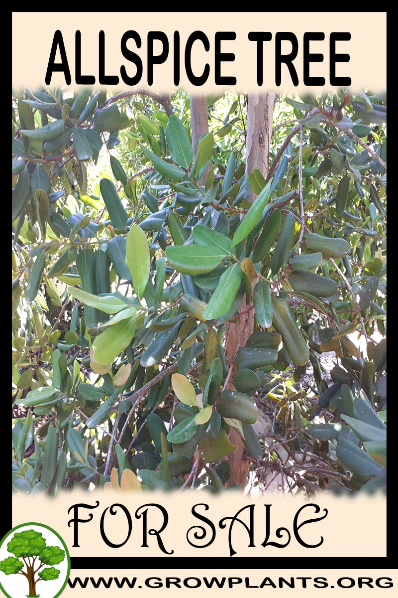 Allspice tree for sale