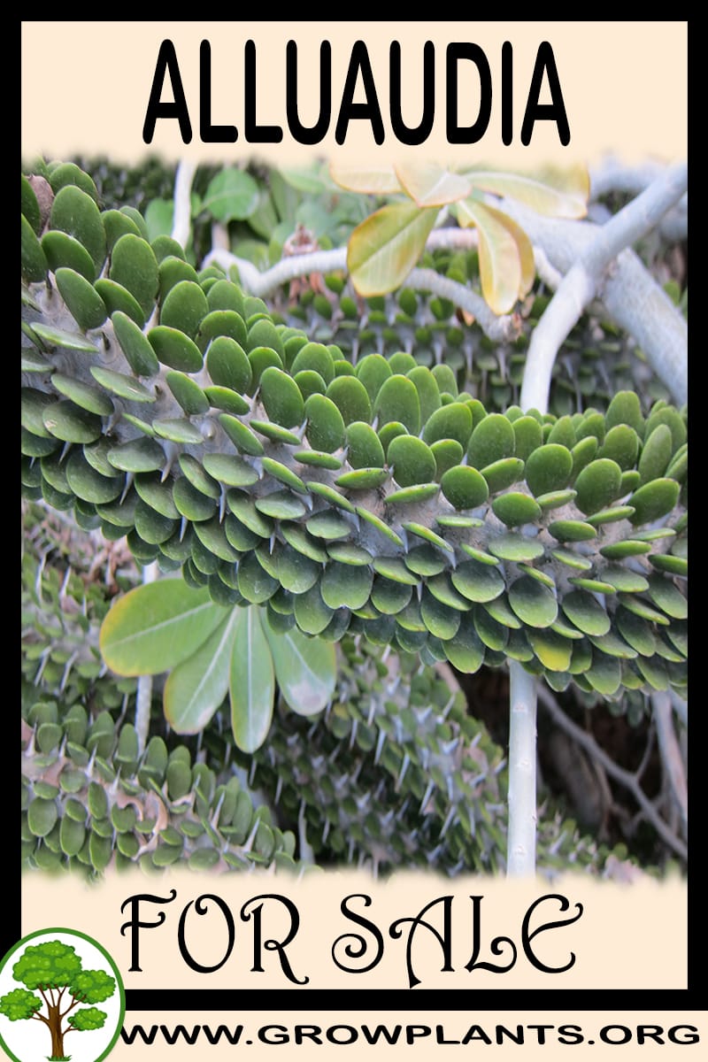 Alluaudia for sale