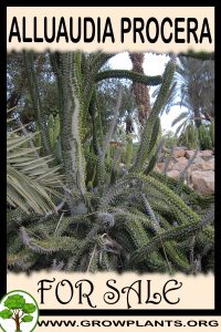 Alluaudia procera for Sale: Pre-Purchase & Growing Guide Alluaudia procera for sale
