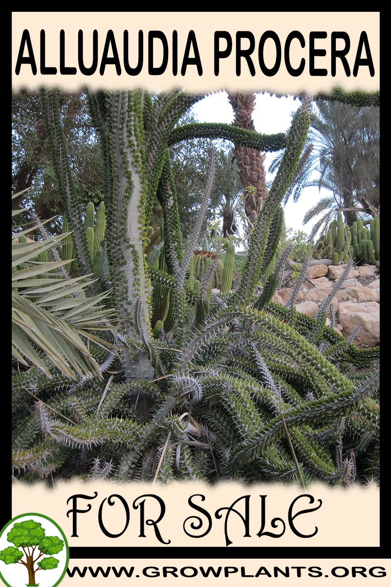 Alluaudia procera for sale