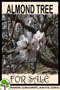 Almond tree for Sale: Pre-Purchase & Growing Guide Almond tree for sale