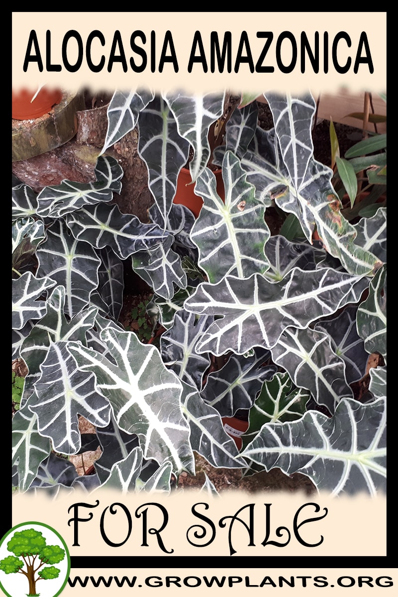 Alocasia amazonica for sale