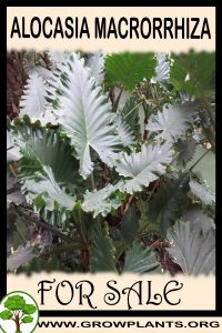 Alocasia macrorrhiza for sale