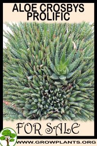 Aloe Crosbys Prolific for sale