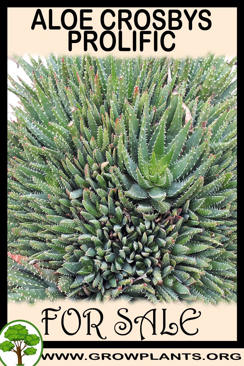 Aloe Crosbys Prolific for sale
