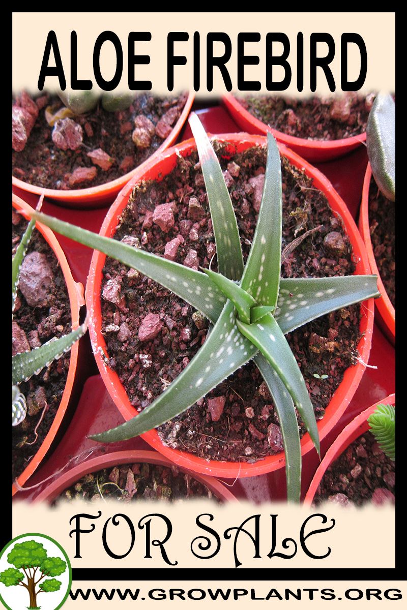 Aloe Firebird for sale