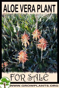 Aloe Vera plant for sale