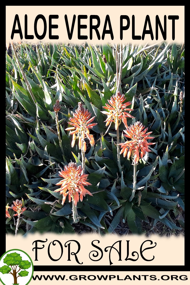Aloe Vera plant for sale