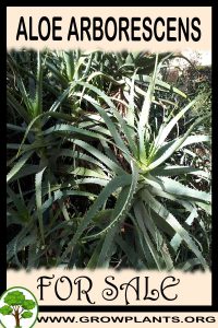 Aloe arborescens for Sale: Pre-Purchase & Growing Guide Aloe arborescens for sale