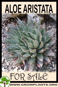 Aloe aristata for sale