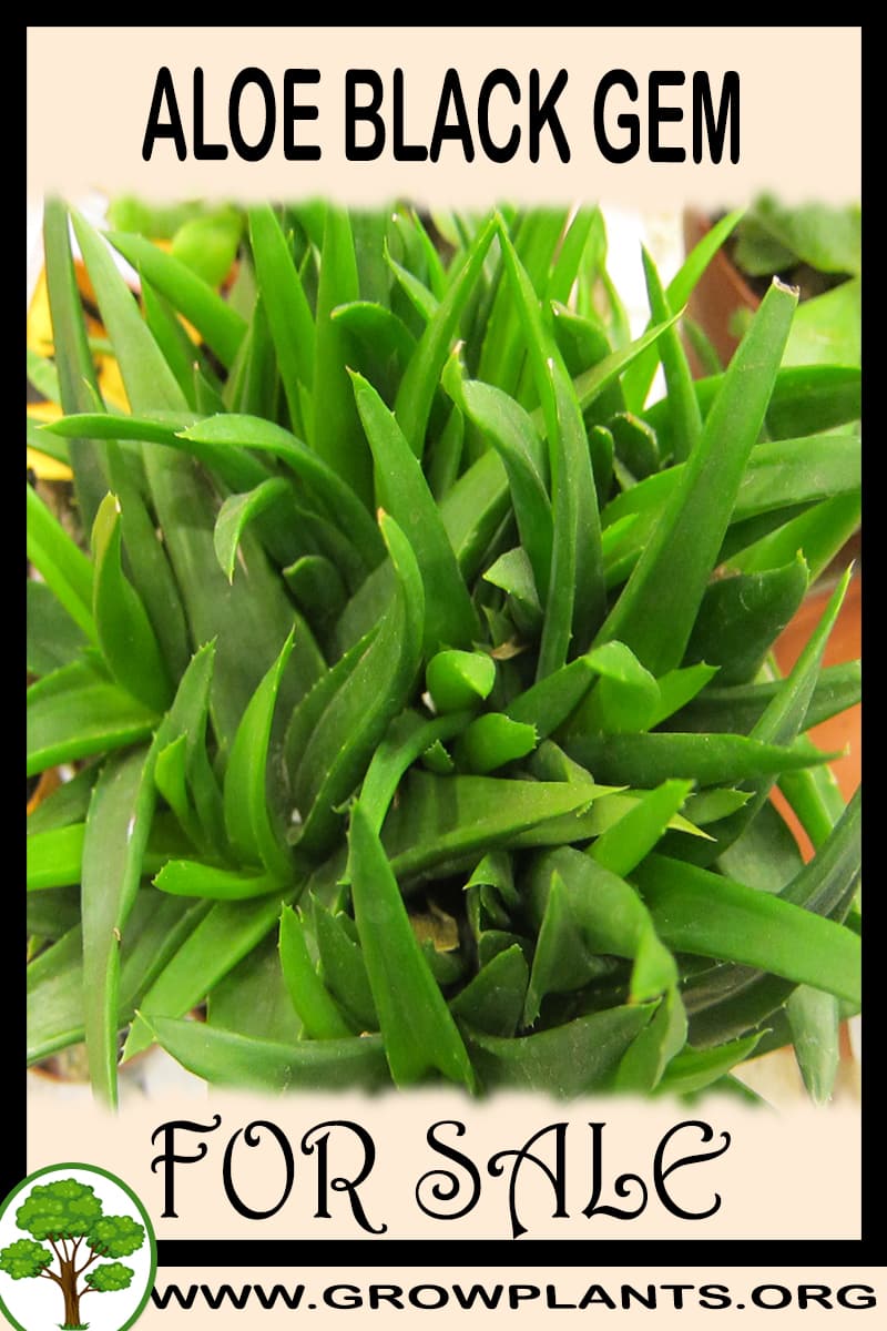 Aloe black gem for sale