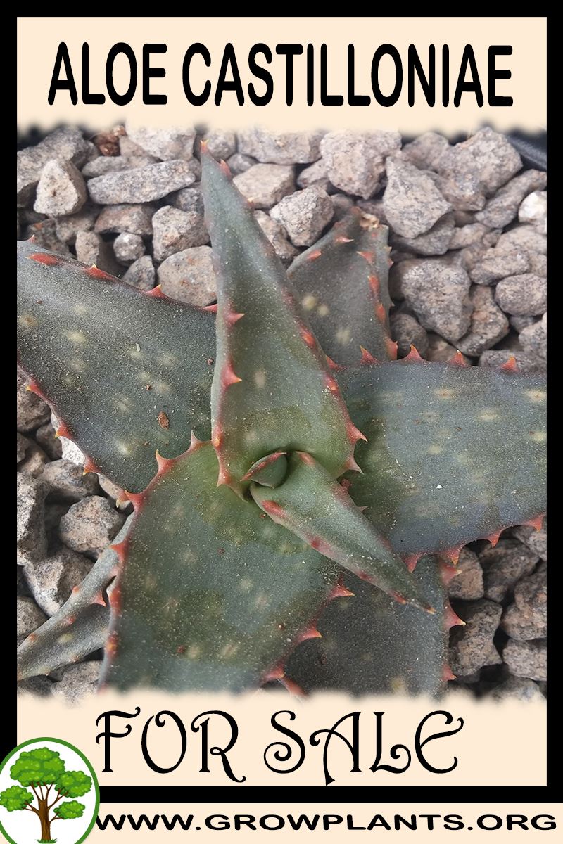 Aloe castilloniae for sale