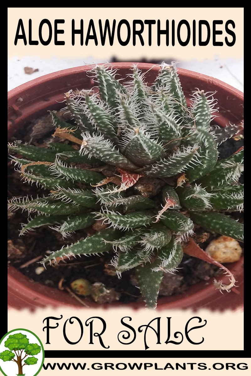 Aloe haworthioides for sale