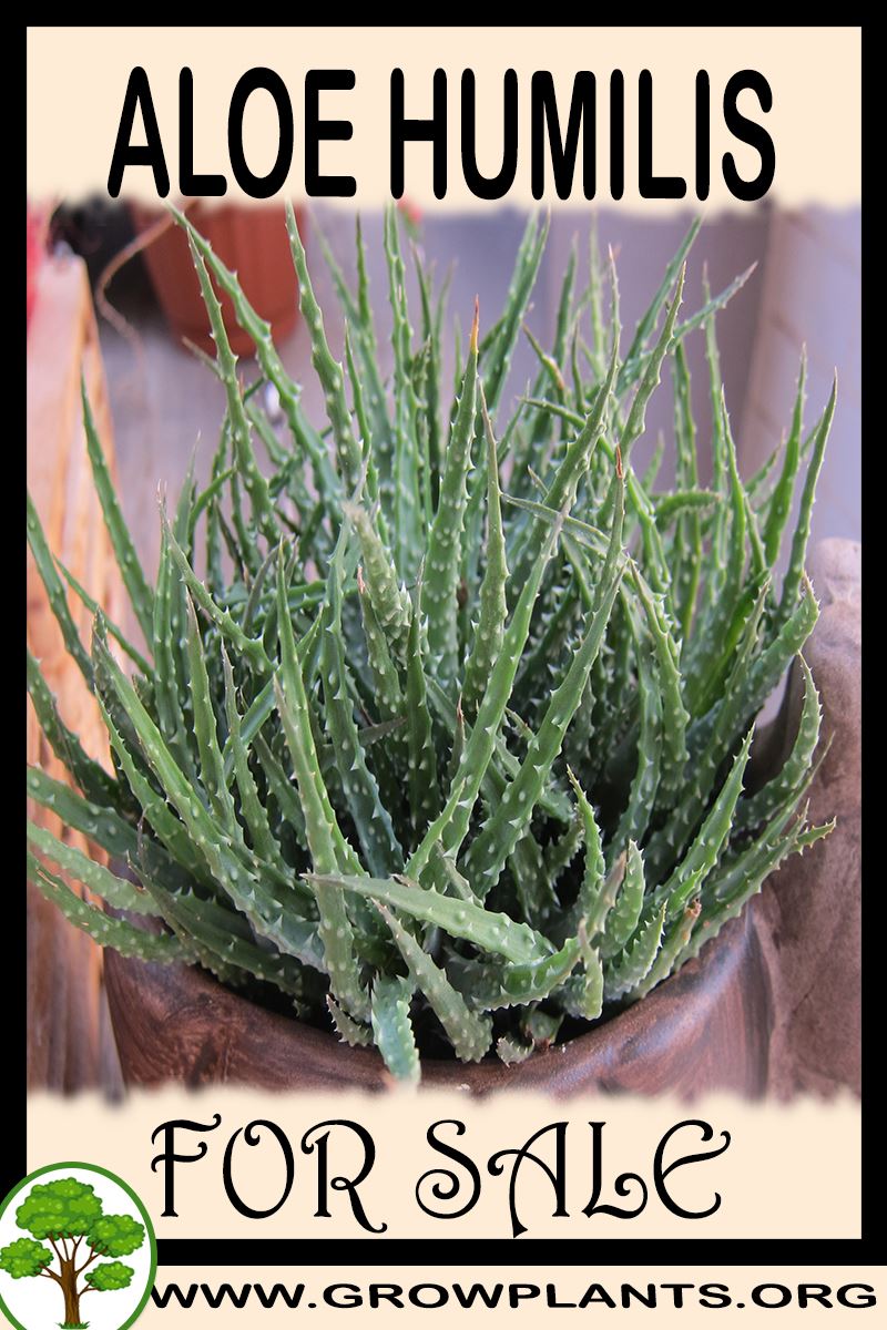 Aloe humilis for sale