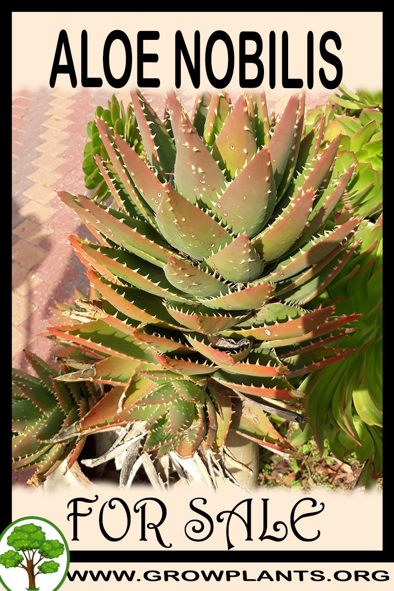 Aloe nobilis for sale