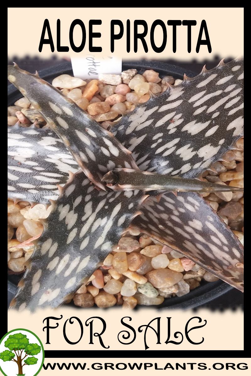 Aloe pirotta for sale