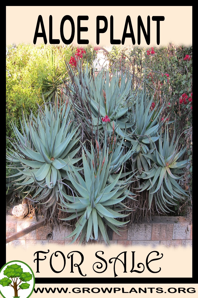Aloe plant for sale