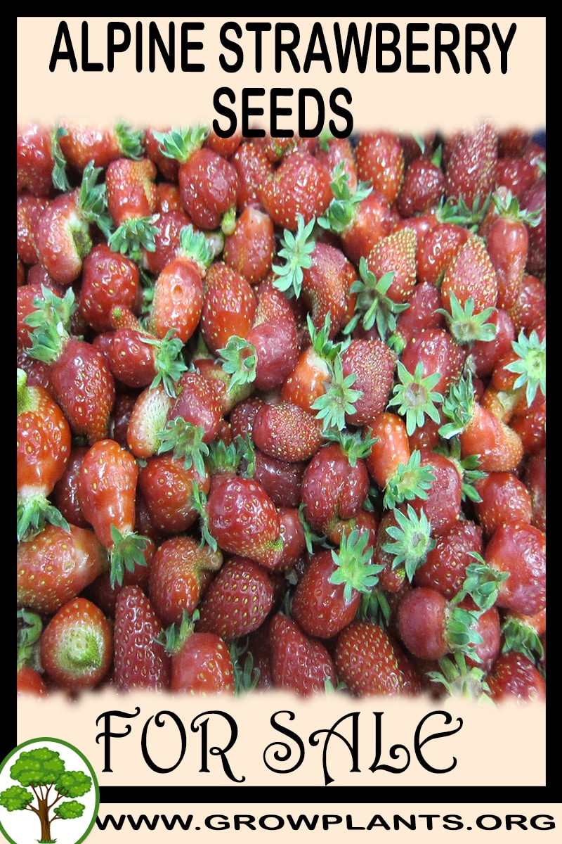 Alpine strawberry seeds for sale