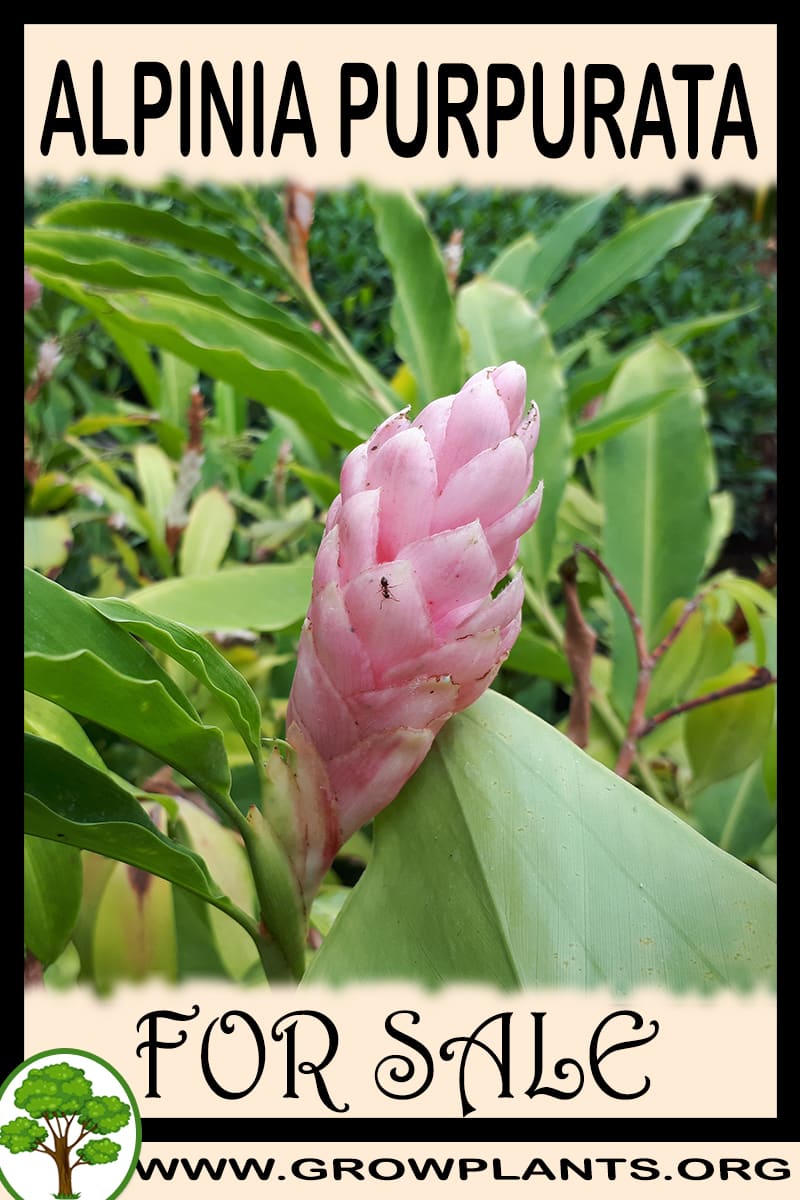 Alpinia purpurata for sale