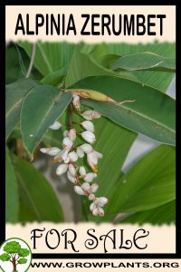 Alpinia zerumbet for Sale: Pre-Purchase & Growing Guide Alpinia zerumbet for sale