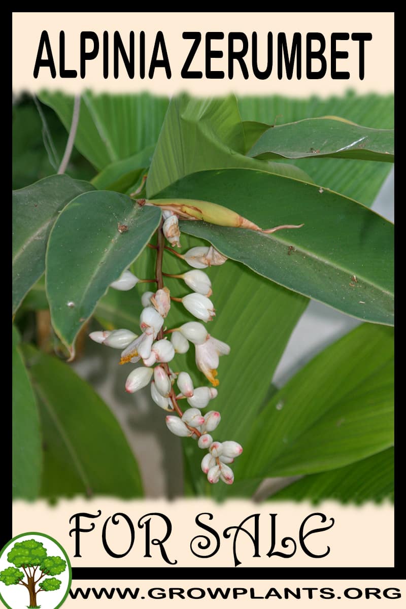 Alpinia zerumbet for sale