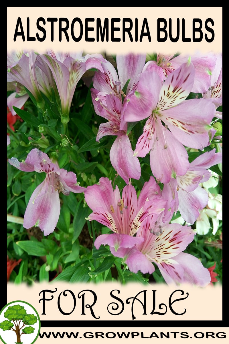 Alstroemeria bulbs for sale