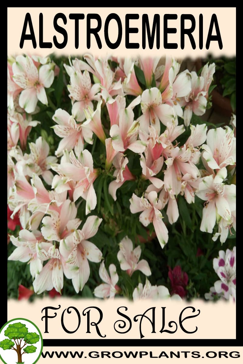 Alstroemeria for sale