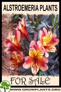 Alstroemeria plants for sale