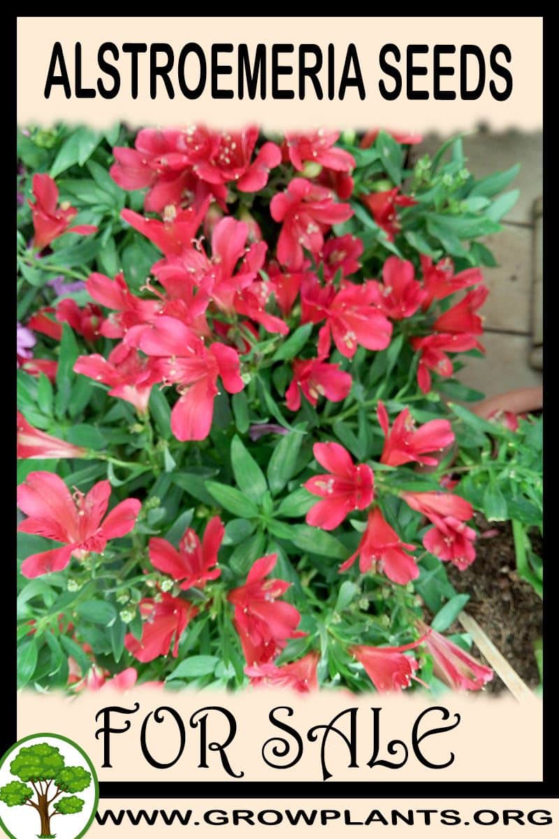 Alstroemeria seeds for sale