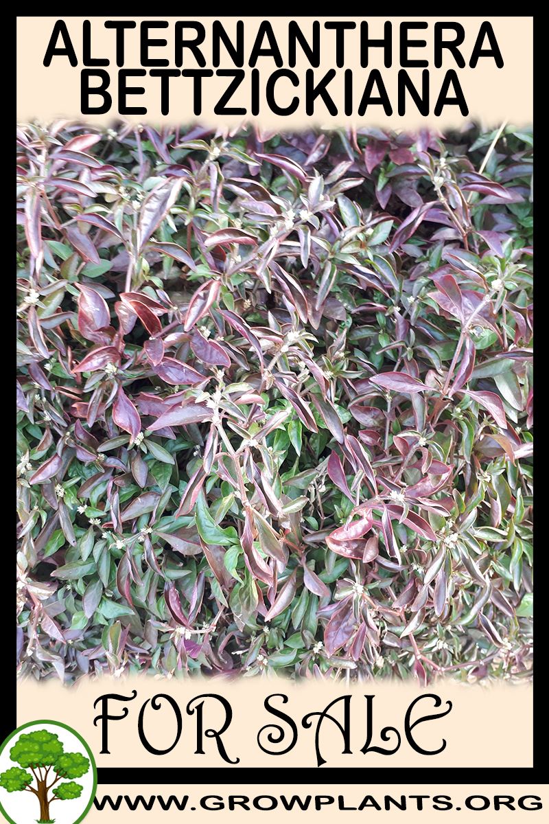 Alternanthera bettzickiana for sale