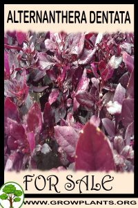 Alternanthera dentata for sale