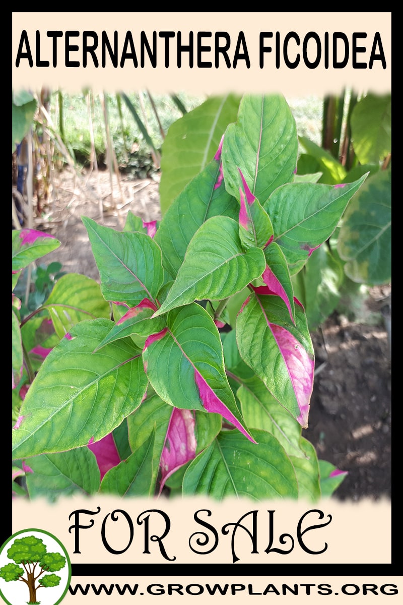 Alternanthera ficoidea for sale