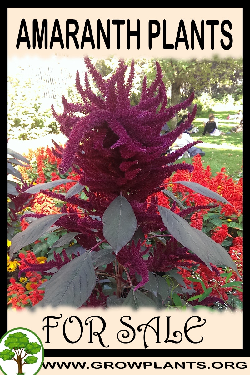 Amaranth plants for sale