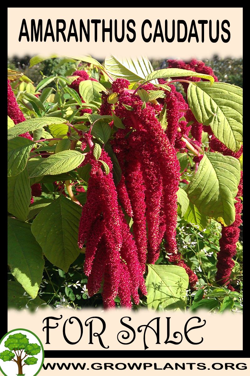 Amaranthus caudatus for sale