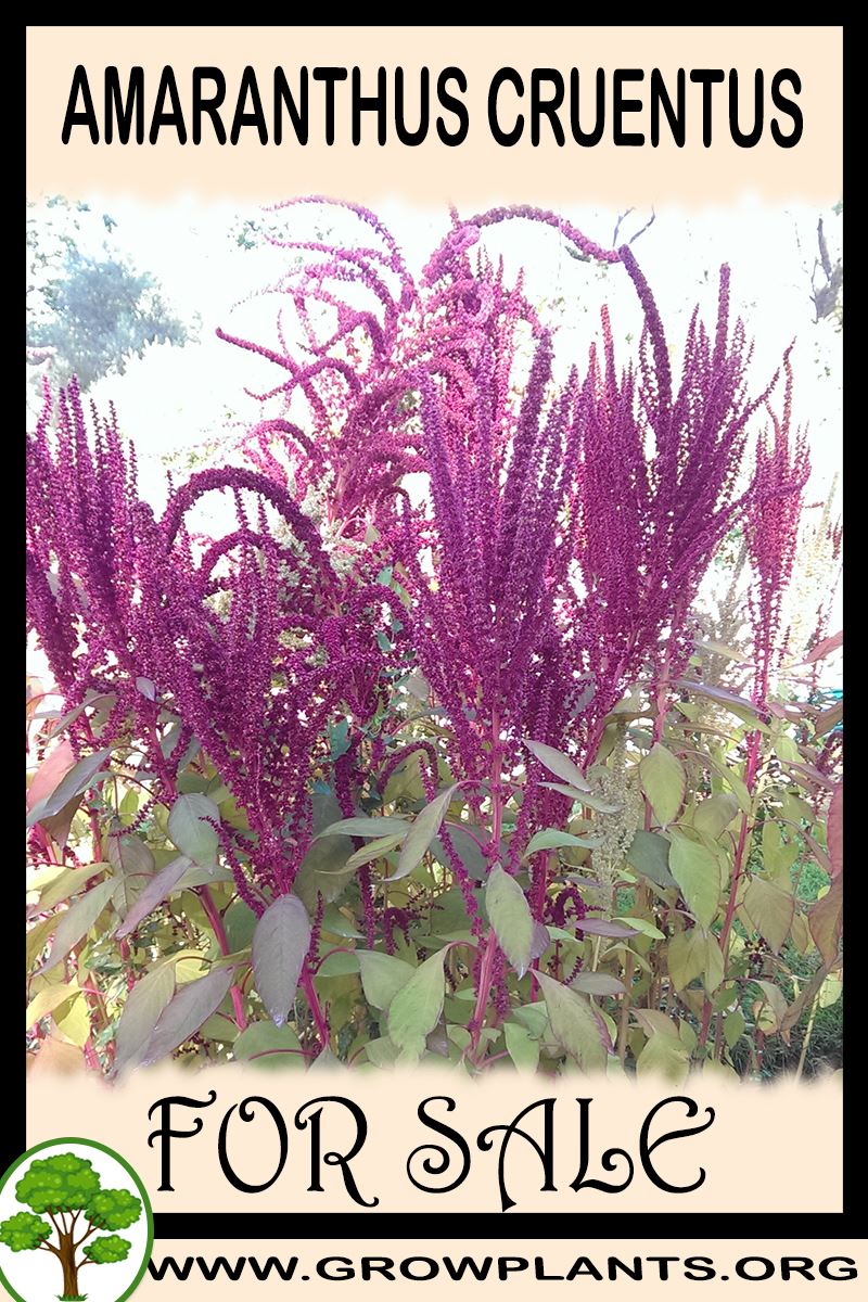 Amaranthus cruentus for sale
