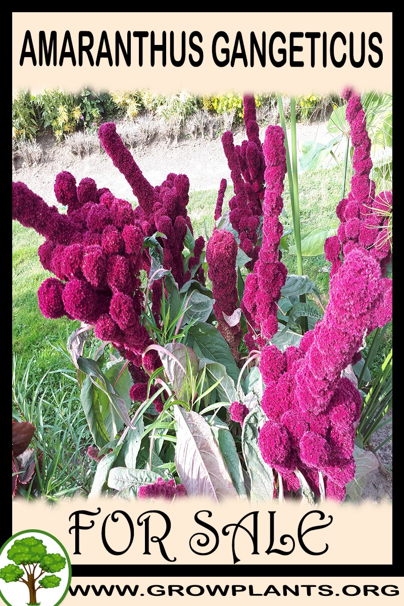 Amaranthus gangeticus for sale