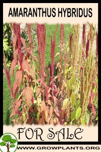 Amaranthus hybridus for sale