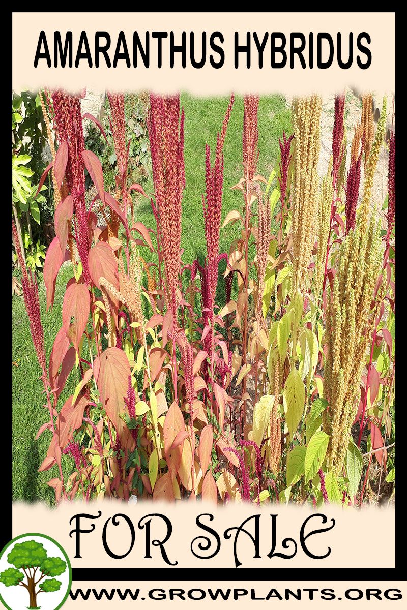 Amaranthus hybridus for sale