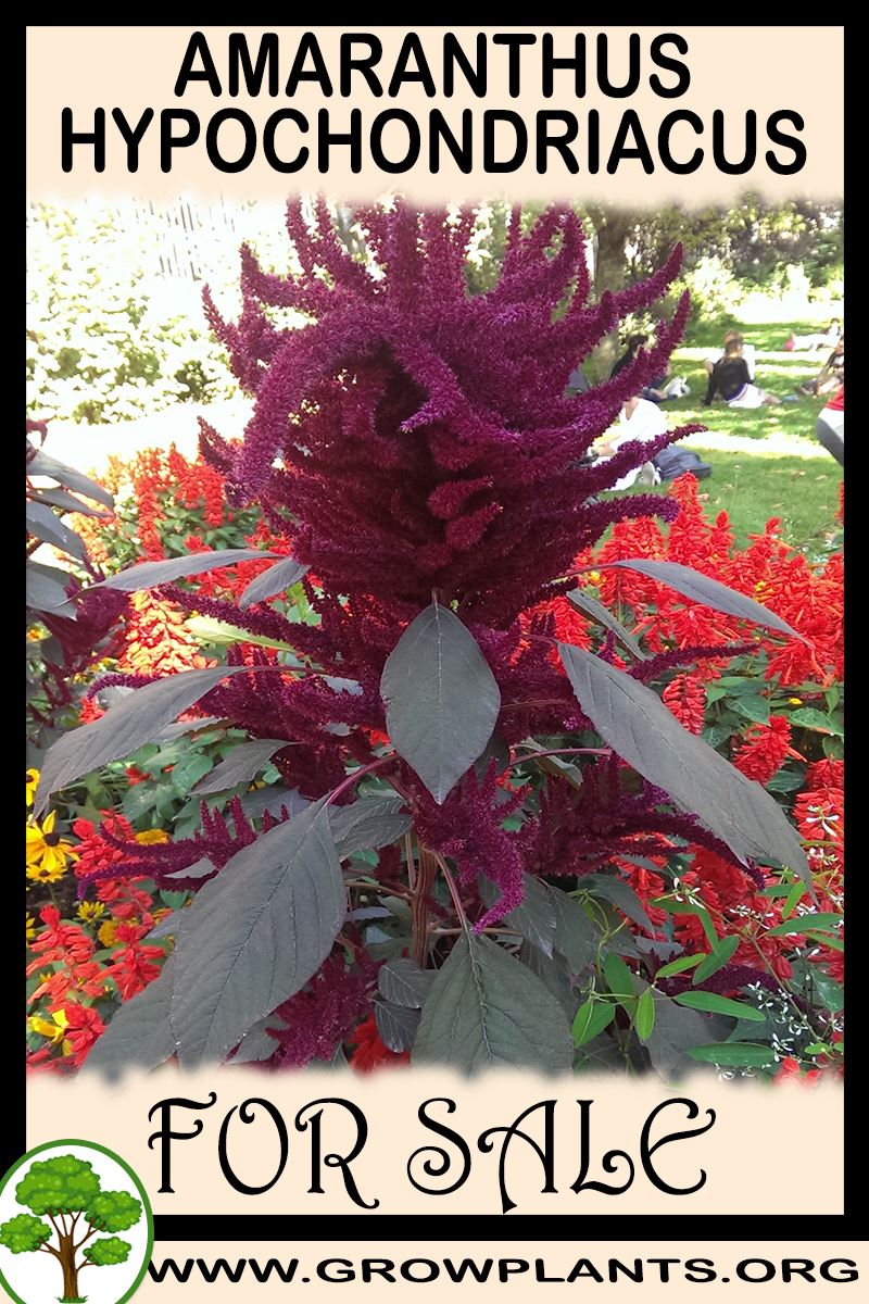 Amaranthus hypochondriacus for sale