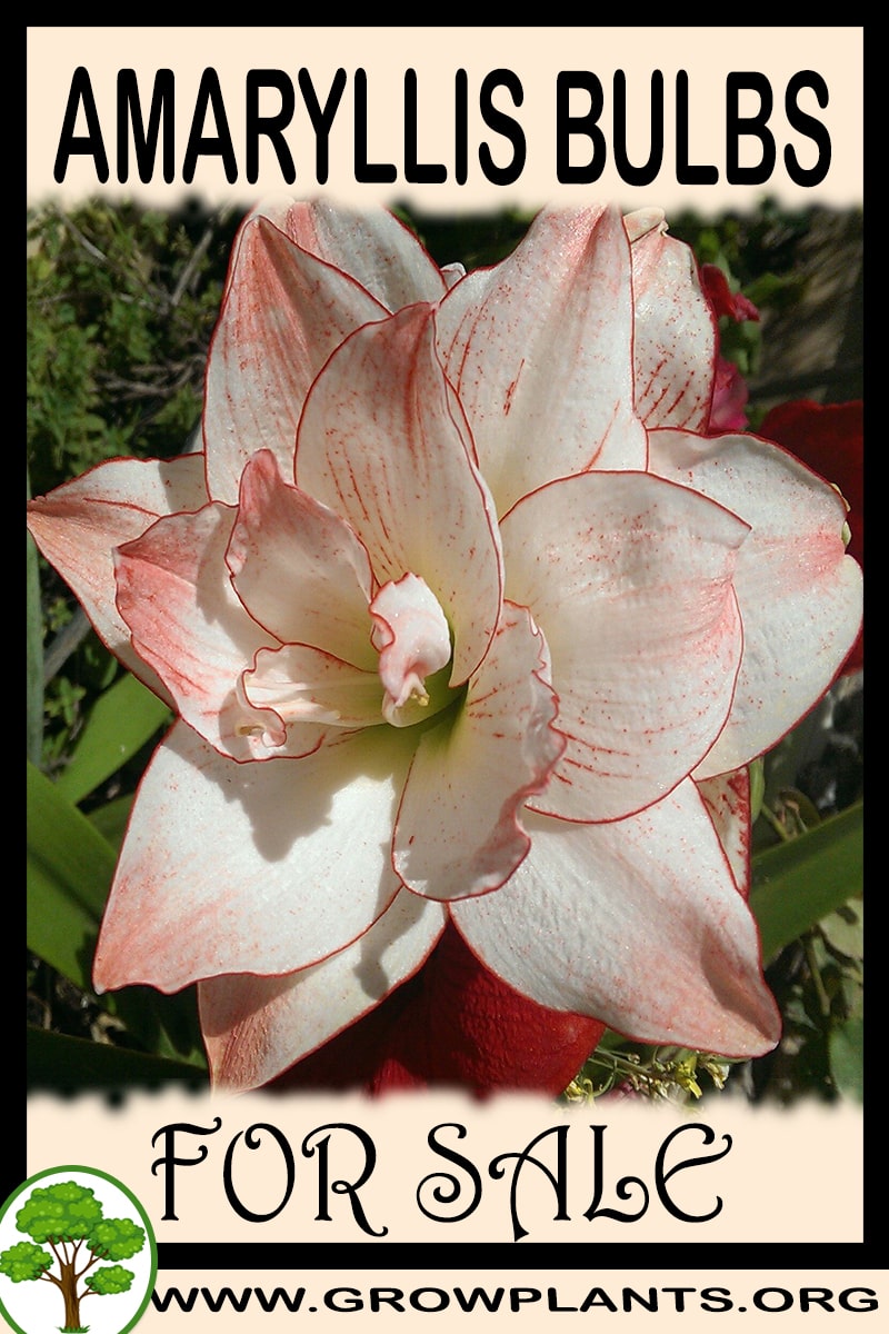 Amaryllis bulbs for sale
