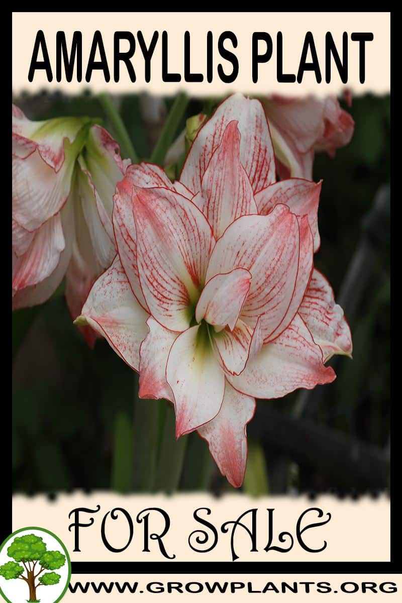 Amaryllis for sale