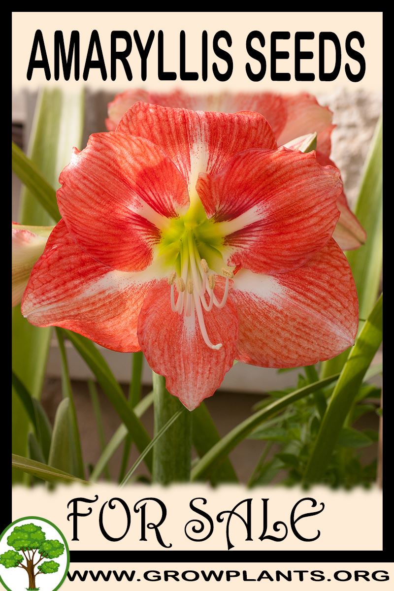 Amaryllis seeds for sale