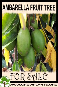 Ambarella fruit tree for Sale: Pre-Purchase & Growing Guide Ambarella fruit tree for sale
