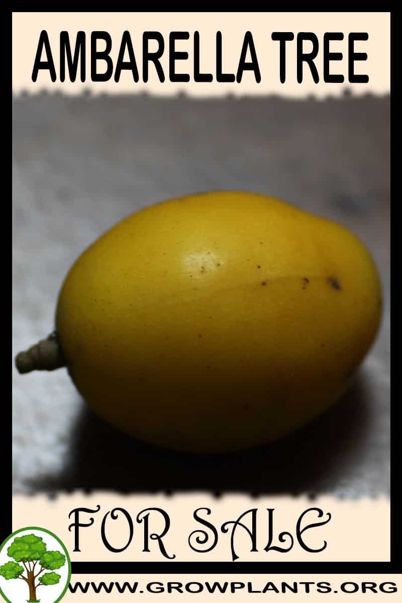 Ambarella tree for sale